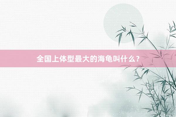 全国上体型最大的海龟叫什么？